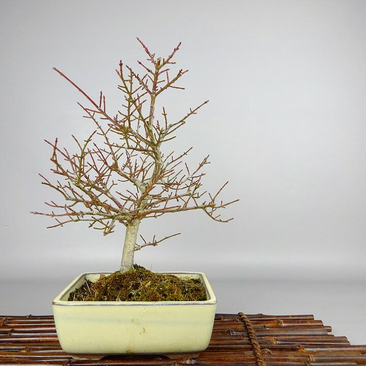 楽天市場】盆栽 こまゆみ 樹高 約24～26cm Euonymus alatus form 