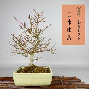 ~ ܂  24`26cm Euonymus alatus form ciliatodentatus R}~  jVLM tLt gt Ϗܗp ʕ ZNg