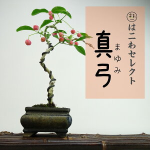 ~ ^|  21`22cm ܂ Euonymus sieboldianus }~ gt jVLM tLt Ϗܗp ʕ ZNg