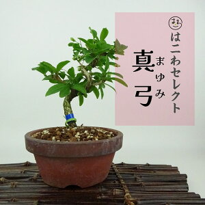 ~ ^|  12`14cm ܂ Euonymus sieboldianus }~ gt jVLM tLt Ϗܗp i ʕ ZNg