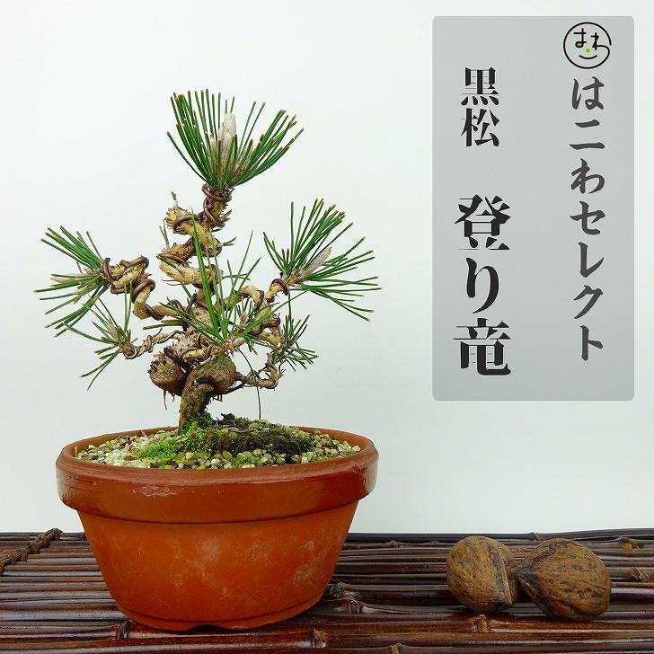 楽天市場】盆栽 松 黒松 登り竜 樹高 約14~16cm くろまつ Pinus
