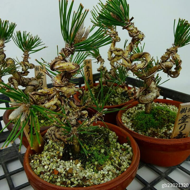 楽天市場】盆栽 松 黒松 登り竜 樹高 約14~16cm くろまつ Pinus 