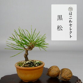 盆栽 松 黒松 樹高 約7～9cm くろまつ Pinus thunbergii クロマツ マツ科 常緑針葉樹 観賞用 小品 数量物 セレクト