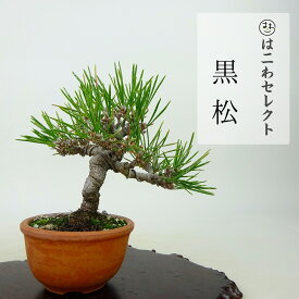 盆栽 松 黒松 樹高 約9～11cm くろまつ Pinus thunbergii クロマツ マツ科 常緑針葉樹 観賞用 小品 数量物 セレクト 送料無料