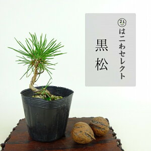 ~    8`9cm ܂ Pinus thunbergii N}c }c ΐjt Ϗܗp i ʕ ZNg