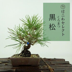 ~    13`15cm ܂ Pinus thunbergii N}c }c ΐjt Ϗܗp i ʕ ZNg 