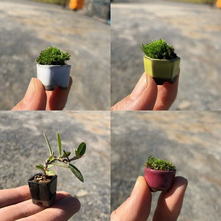 楽天市場】盆栽鉢 ミニ鉢 豆鉢 長辺 1.5～2.1cm ミニ盆栽鉢 豆盆栽鉢 