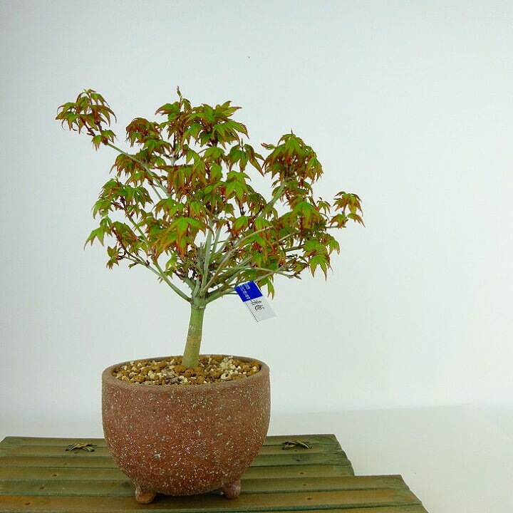 楽天市場】盆栽 紅葉 清姫 樹高 16cm～18cm もみじ Acer palmatum 