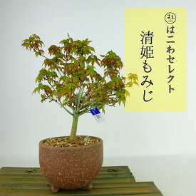 盆栽 紅葉 清姫 樹高 16cm～18cm もみじ Acer palmatum モミジ カエデ科 落葉樹 観賞用 小品 数量物 セレクト 送料無料