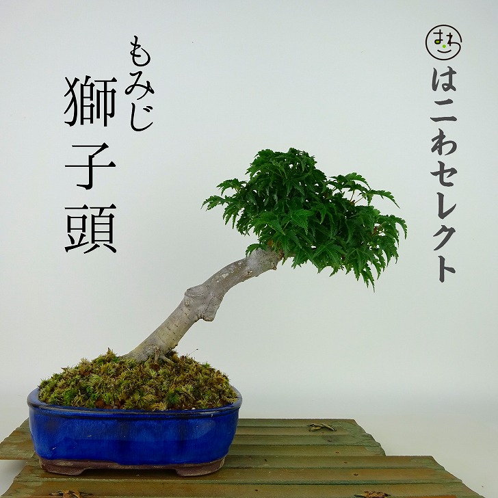 楽天市場】盆栽 紅葉 獅子頭 樹高 約18cm～20cm もみじ Acer palmatum