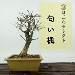 ~   18`19cm ɂ Premna japonica jICJGf N}cd t Ϗܗp i ʕ ZNg