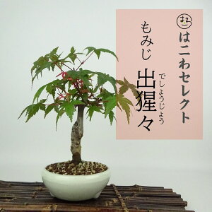 ~ gt óX  18`19cm ݂ Acer palmatum ~W JGf t Ϗܗp i ʕ ZNg 