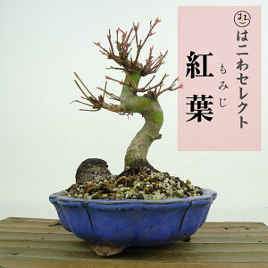 ~ gt  14`18cm ݂ Acer palmatum ~W JGf t ӏܗp Ϗܗp i ʕ ZNg 