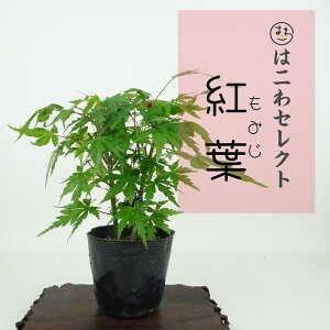 ~ gt  10`12cm ݂ Acer palmatum ~W JGf t Ϗܗp i ʕ ZNg