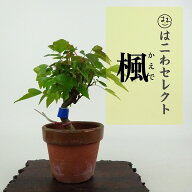 盆栽 楓 樹高 約10～12cm かえで Acer カエデ 紅葉 カエデ科 落葉樹 観賞用 小品 数量物 セレクト