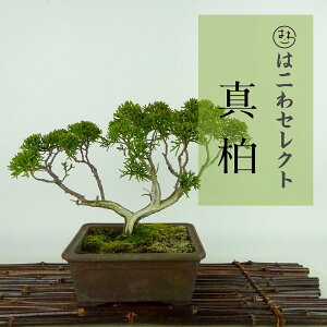 ~ ^  19`20cm ς Juniperus chinensis VpN gW Vh qmL Ύ Ϗܗp i ʕ ZNg 