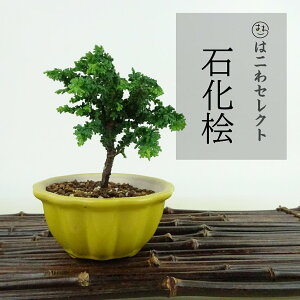 ~ O ΉO  10`11cm Ђ̂ Chamaecyparis obtusa ZbJqmL qmL Ύ Ϗܗp i ʕ ZNg