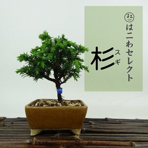 ~    10`12cm  Cryptomeria japonica XM qmL XM Ύ Ϗܗp i ʕ ZNg