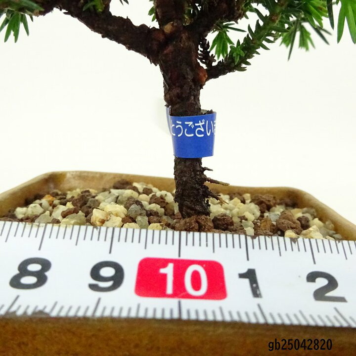楽天市場】盆栽 杉 樹高 樹高 約10～12cm すぎ Cryptomeria japonica 
