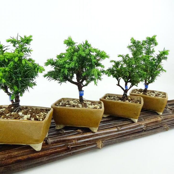 楽天市場】盆栽 杉 樹高 樹高 約10～12cm すぎ Cryptomeria japonica 