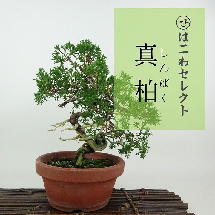 楽天市場】盆栽 真柏 紀州 樹高 約21〜23cm しんぱく Juniperus 