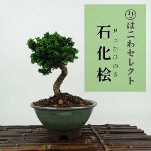 ~ O ΉO  12`13cm Ђ̂ Chamaecyparis obtusa ZbJqmL qmL Ύ Ϗܗp i ʕ ZNg 