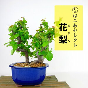 ~ ԗ  21`23cm  Pseudocydonia sinensis J o t Ϗܗp ʕ ZNg 