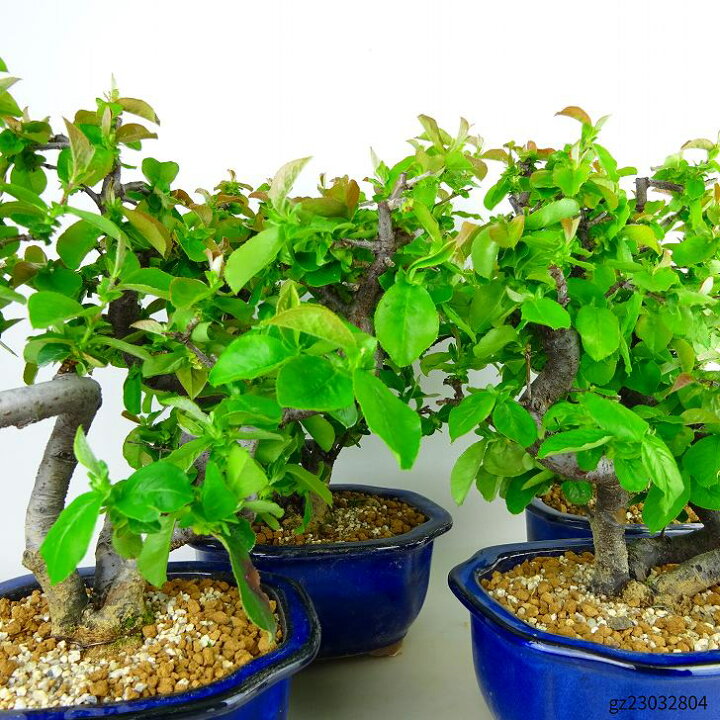 楽天市場】盆栽 花梨 樹高 約21～23cm かりん Pseudocydonia sinensis 