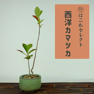~ m  20`21cm 悤܂ Aronia albutifolia ZCEJ}cJ o t Ϗܗp i ʕ ZNg