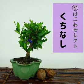 盆栽 梔子 樹高 約9～11cm くちなし Gardenia jasminoides クチナシ アカネ科 常緑樹 観賞用 小品 数量物 セレクト