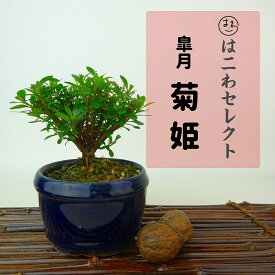 盆栽 皐月 菊姫 樹高 約8～10cm さつき Rhododendron indicum サツキ ツツジ科 常緑樹 観賞用 小品 数量物 セレクト