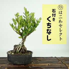 盆栽 梔子 樹高 約21～22cm くちなし Gardenia jasminoides クチナシ 石付き 根上り アカネ科 常緑樹 観賞用 数量物 セレクト