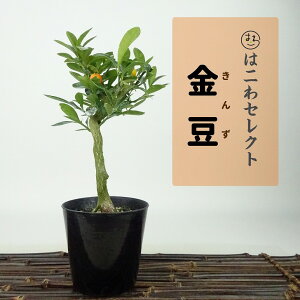 ~   16`18cm  Fortunella hindsii LY }LJ  ~J LJ Ύ Ϗܗp i ʕ ZNg