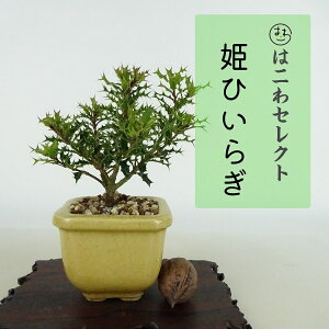 ~ PA  10`11cm Ђ߂Ђ炬 Ilex dimorphophylla qqCM `mL `mL u A}~qCM Ύ Ϗܗp i ʕ ZNg