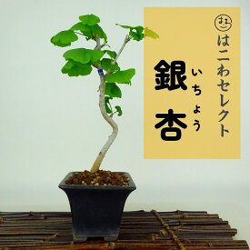 盆栽 銀杏 樹高 約20～22cm いちょう Ginkgo biloba イチョウ 紅葉 イチョウ科 落葉樹 観賞用 小品 数量物 セレクト