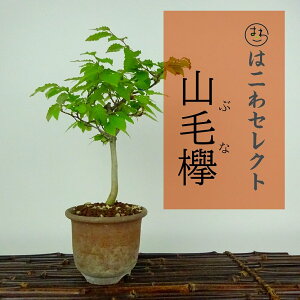 ~ RџO Ԃ  28`30cm Fagus crenata ui ui t Ϗܗp ʕ ZNg 