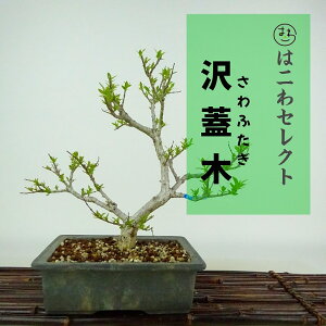 ~ W  24`25cm ӂ Symplocos sawafutagi Tt^M nCmL nCmL t Ϗܗp ʕ ZNg 