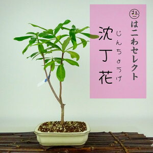 ~   28`30cm 񂿂傤 Daphne odora W`EQ W`EW Ύ Ϗܗp ʕ ZNg