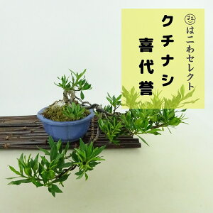~ q _  ㉺ 9`11cm Ȃ Gardenia jasminoides N`iV AJl Ύ Ϗܗp i ʕ ZNg 