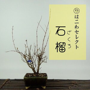 ~ Ξ  19`20cm  Punica granatum UN ~\nM UN t Ϗܗp i ʕ ZNg