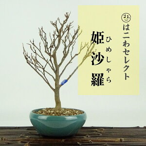 ~ P  22`23cm Ђ߂ Stewartia monadelpha qV coL iccoL t Ϗܗp ʕ ZNg 