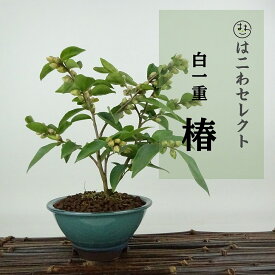盆栽 椿 ポップコーン 樹高 約19〜20cm つばき Camellia japonica ツバキ 白 一重 極小輪 ツバキ科 常緑樹 観賞用 小品 数量物 セレクト 送料無料