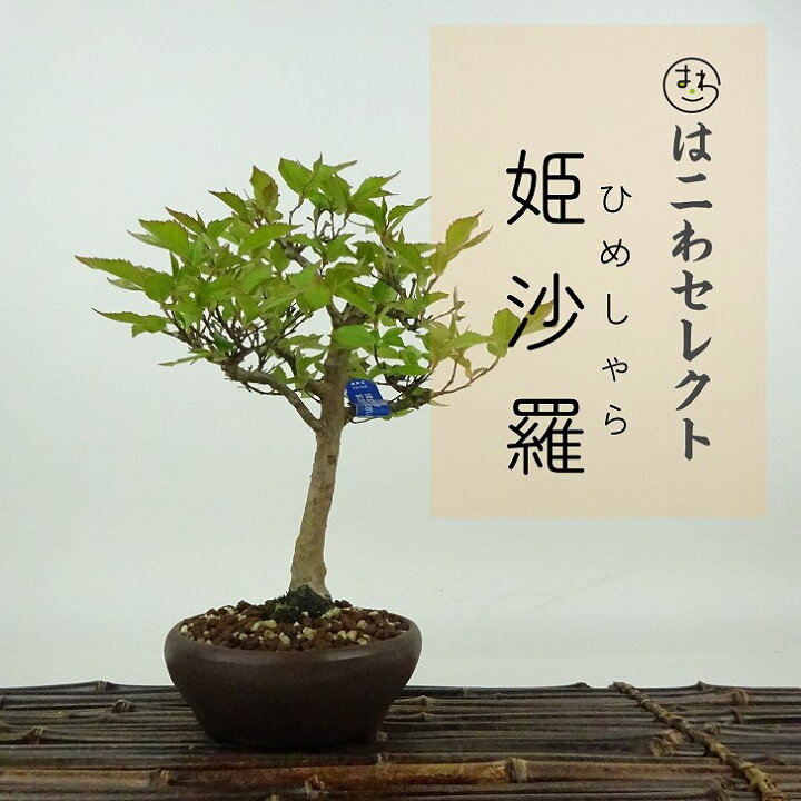 楽天市場】盆栽 姫沙羅 樹高 約19〜20cm ひめしゃら Stewartia 