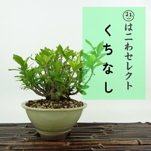 ~ q  11`13cm Ȃ Gardenia jasminoides N`iV AJl Ύ Ϗܗp i ʕ ZNg