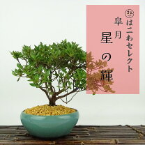 楽天市場】盆栽 皐月（盆栽｜花・観葉植物）：花・ガーデン・DIYの通販