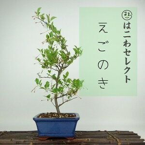 ~ GSmL  30`33cm ̂ Styrax japonicus GSmL t Ϗܗp ʕ ZNg 