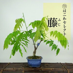 ~   27`30cm ӂ Wisteria floribunda tW 鐫 } tW t Ϗܗp ʕ ZNg