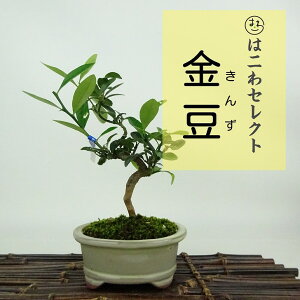 ~   16`18cm  Fortunella hindsii LY }LJ ~J LJ Ύ Ϗܗp i ʕ ZNg