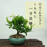 盆栽 梔子 一寸法師 樹高 約11～13cm くちなし Gardenia jasminoides クチナシ アカネ科 常緑樹 観賞用 …