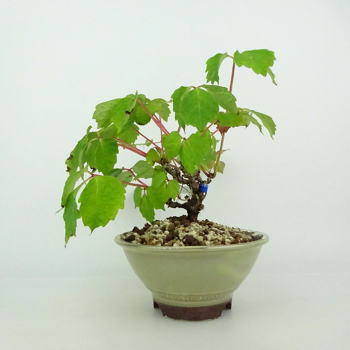 楽天市場】盆栽 蔦 樹高 約14〜16cm つた Parthenocissus tricuspidata 